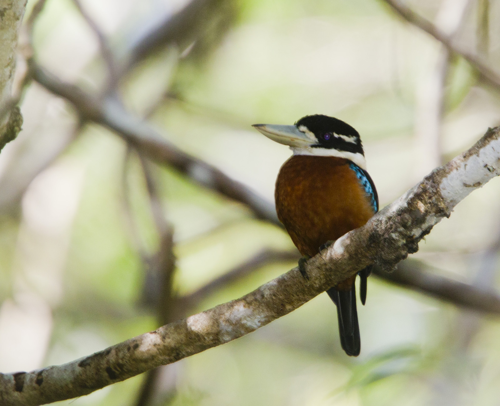 image Rufous-bellied Kookaburra